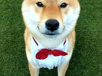 柴犬